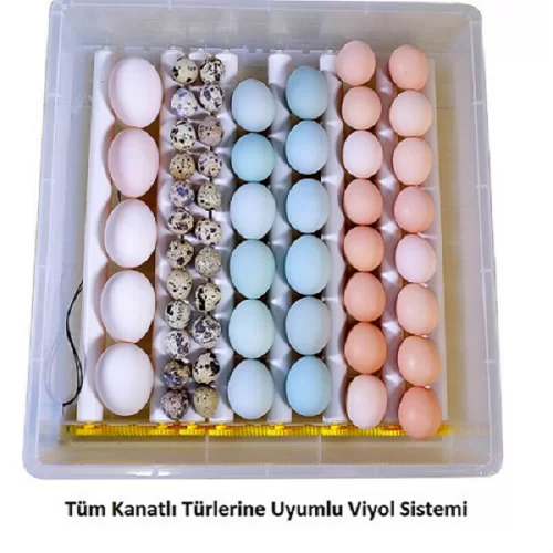 Hobi Kaz Kuluçka Makinesi Hobi Kaz Kuluçka Makinesi