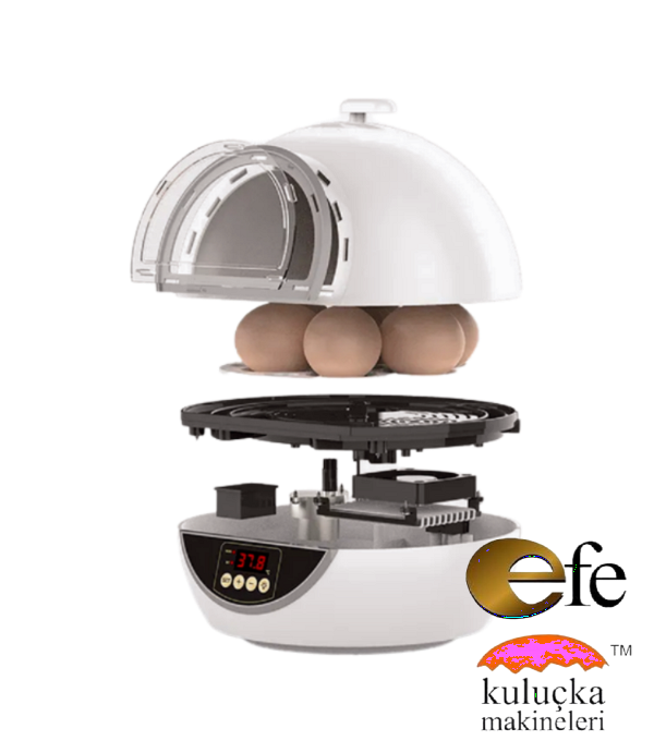 Kuluçka Makinesi Muhabbet Kuşu Yumurta