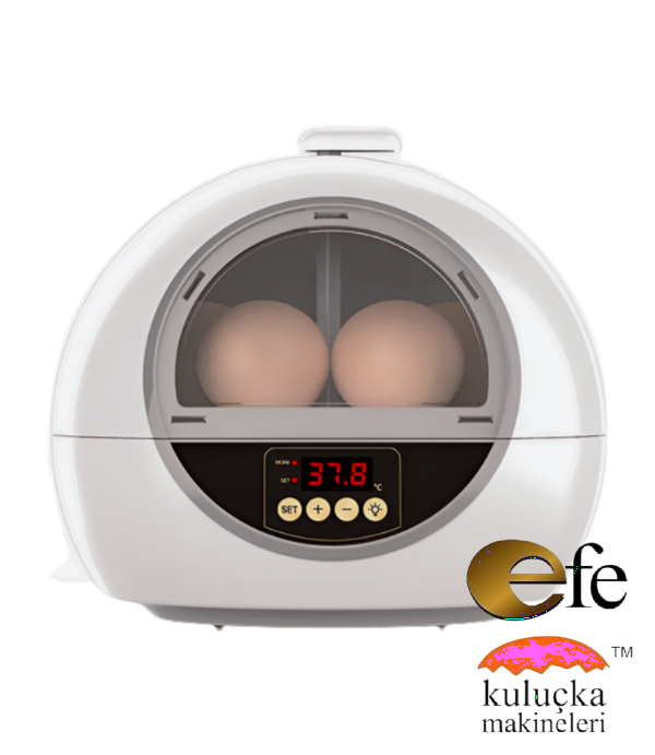 Kuluçka Makinesi Muhabbet Kuşu Yumurta