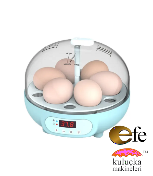 Kuluçka Makinesi Sultan Papağını yumurtası